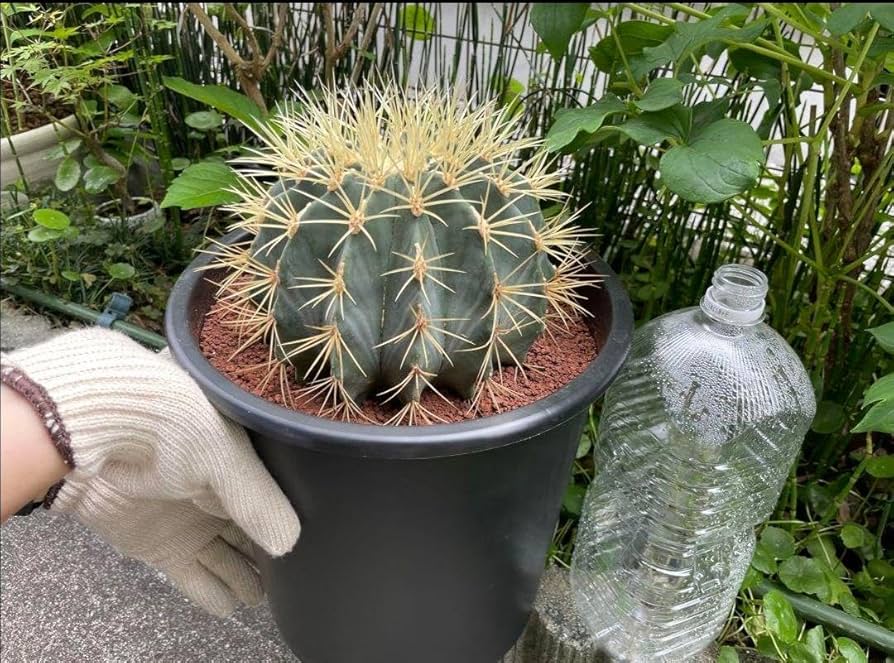 サボテン 王冠竜 8号 希少品 ビッグサイズ 本物 観葉植物 アガベ Amazon.co.jp: サボテン 王冠竜 8号 希少品 ビッグサイズ 本物