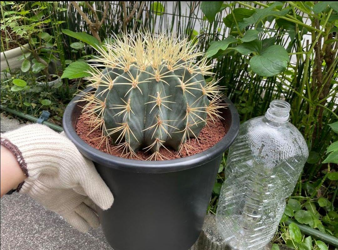 Amazon.co.jp: サボテン 王冠竜 8号 希少品 ビッグサイズ 本物 観葉