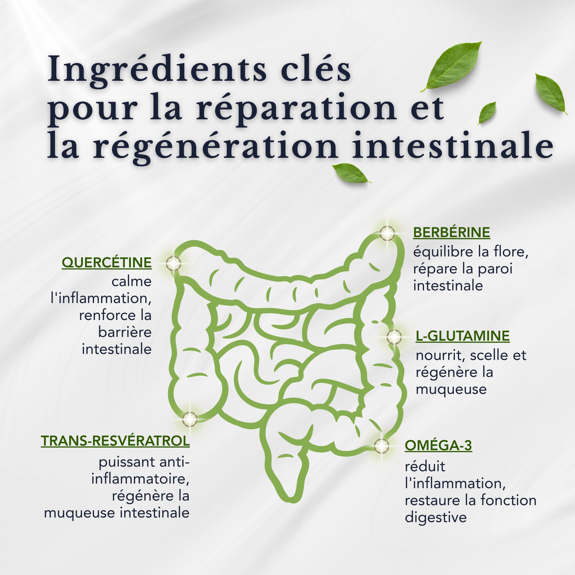 Gestion de la barrière intestinale – Trans-resvératrol, L-glutamine, berbérine, quercétine, oméga-3 – Puissante synergie de vitamines et de minéraux | 28 portions quotidiennes | 112 sachets | Sans OGM
