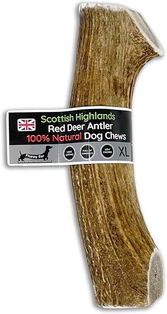 Scottish Deer Antler Dog Chews - Naturally Shed, Long Lasting, 100% Natural (Deer Antler Chew Extra Large 240-300g)