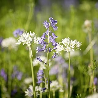 Suttons Woodland Garden Mix Seeds, Flower Seed, Approx. 1,000 Seeds per Pack, Grow Your own Woodland Plants, Ideal for Beds and Borders, Shady Areas and Under Trees