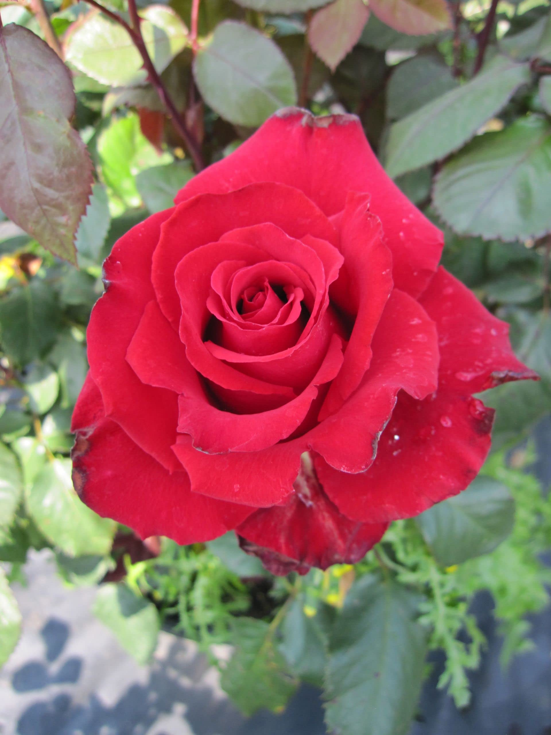 Rosa Grande Amore® - Edelrose Grande Amore® - Kordes-Rose - Eleganza®-Kollektion