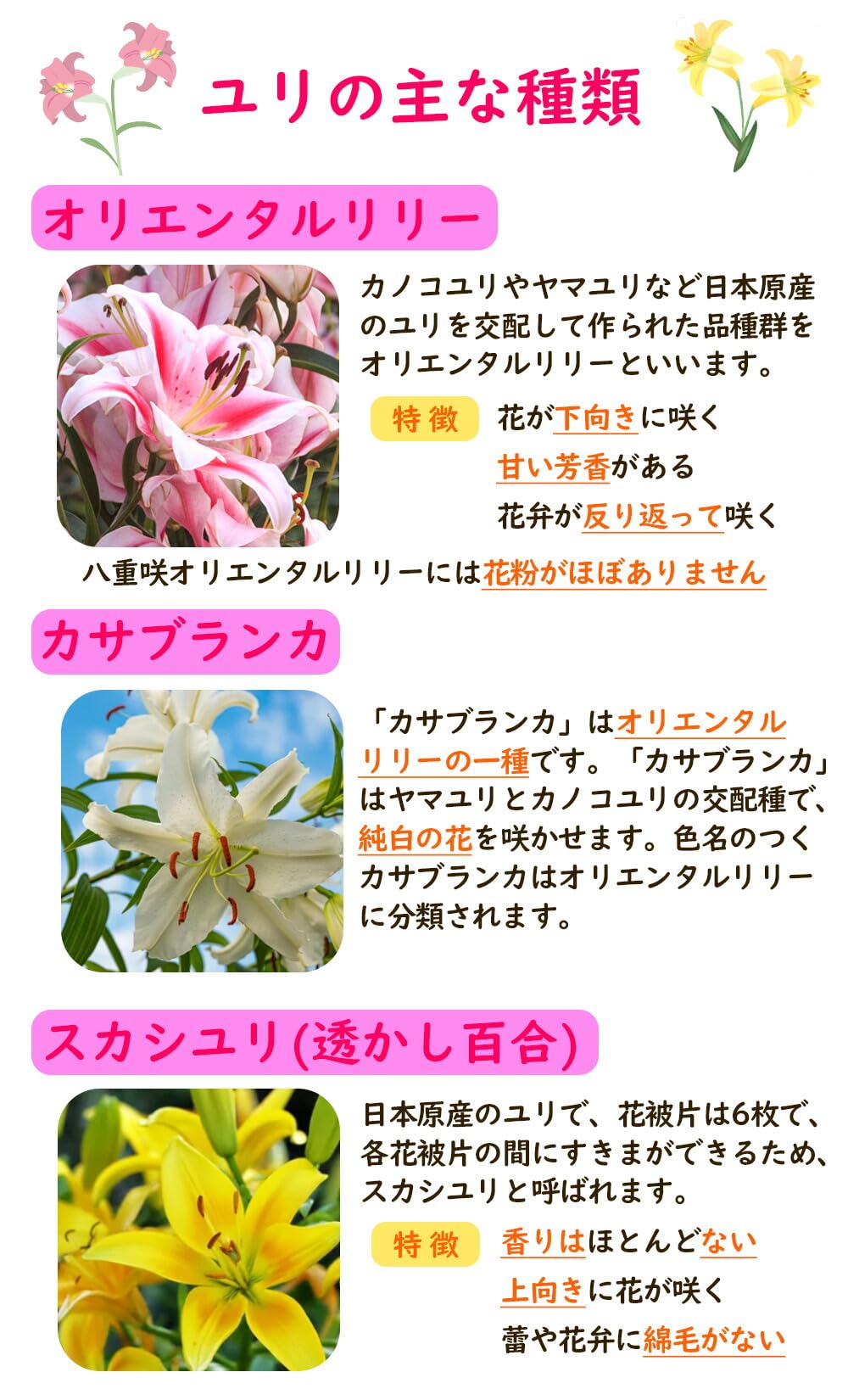 Amazon.co.jp: 「 オリエンタルリリー 球根 【2．ビッグスマイル 】1