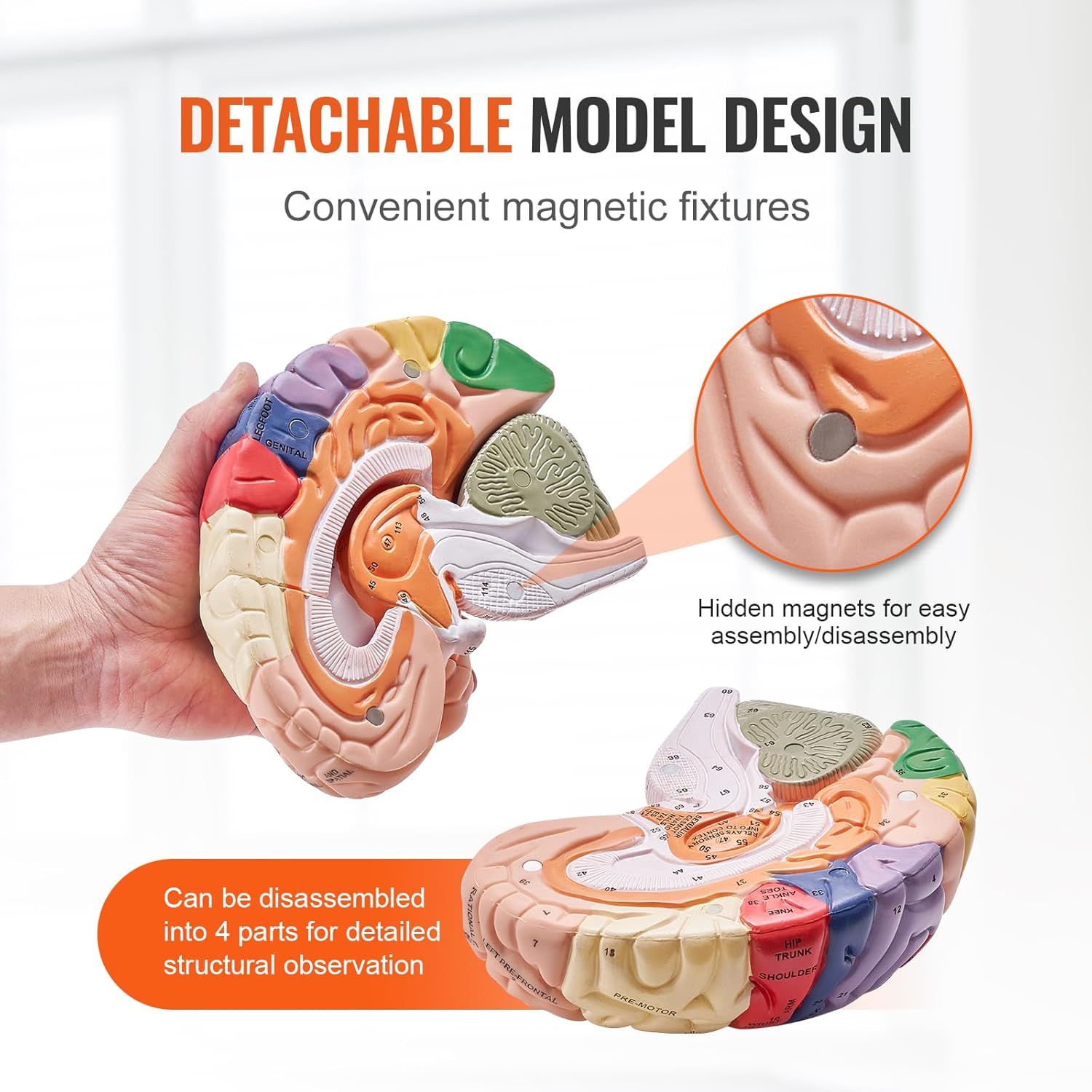 VEVOR 4-Part Human Brain Model Anatomy with Labels & Display Base, Color-Coded Life Size Human Brain Anatomical Model for Science Classroom Study & Display