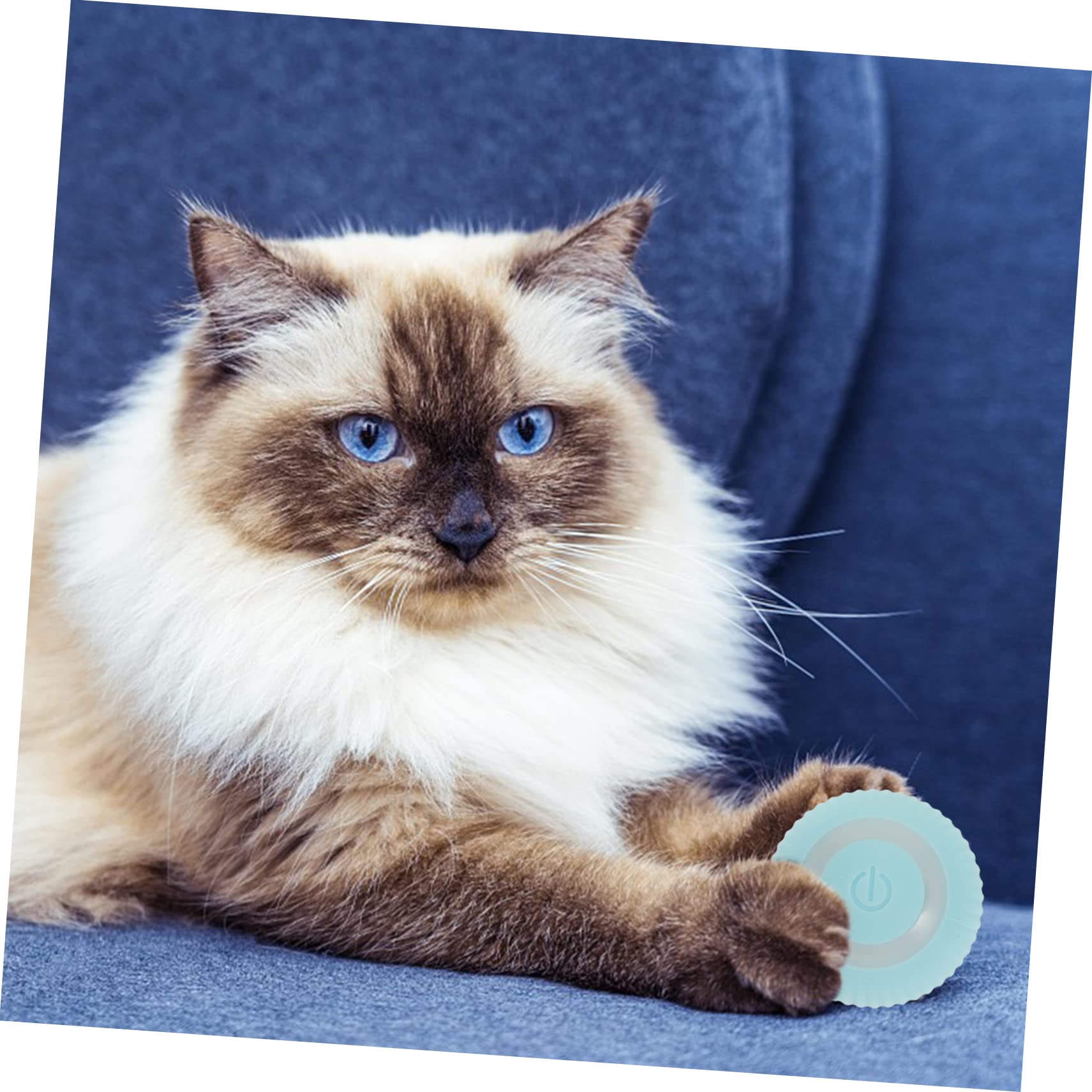 Kisangel Lot De 4 Accessoires Amusants pour Chatons Jouet Compact pour Chatons Fonction Griffoir Jouet Portable pour Chat À Usage Intérieur