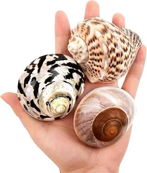 QICQDRAM 3PCS Hermit Crab Shells 2.93.3 Large Seashells 1.22 Opening | Natural Hermit Crab Shells for Hermit Replacement Turbo Growth Shells Hermit Crab