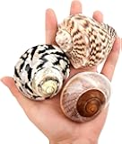 QICQDRAM Boutique Extra to Large Hermit Crab Shells 2.9