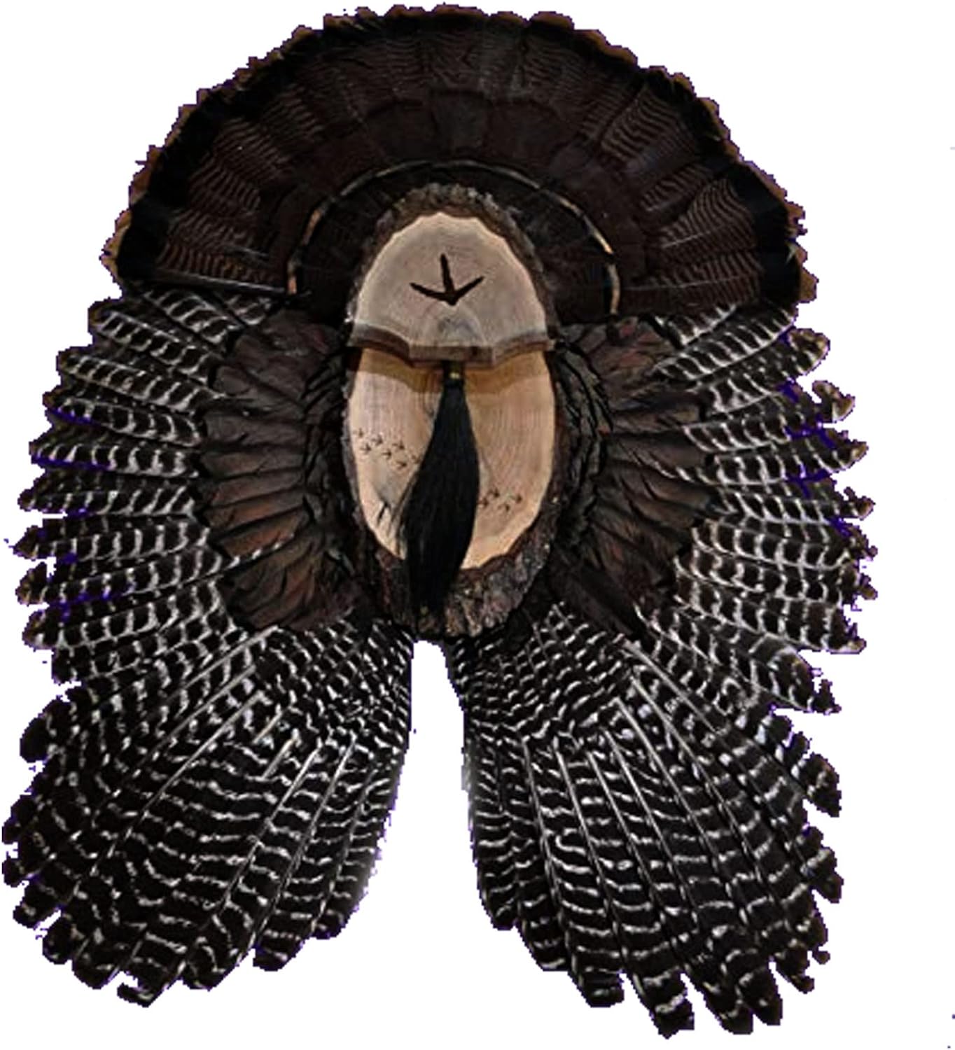 Turkey Fan Plaque/Turkey Mounting Kit/Turkey Hunting Turkey Fan and Beard Mount/Turkey Fan Mount And Display Kit/One Of A Kind Turkey Fan Mount Turkey Fan And Wing Mount