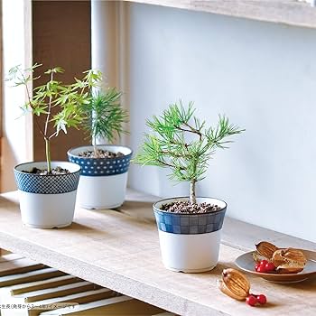 小型盆栽 2点セット 専用 71zrEyvYVxL._UF350,350_QL80_.jpg