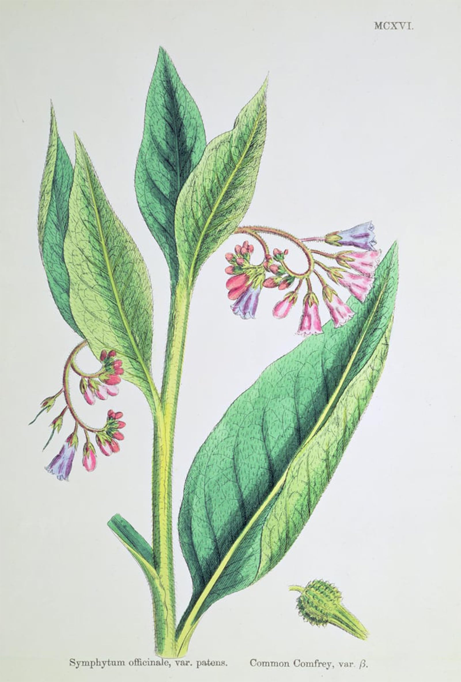 POSTERIIk Vintage Art Print Images Pictures Print Common Comfrey by Famous Artist Modern Colour Posters for Office Home Decor 60x90cm