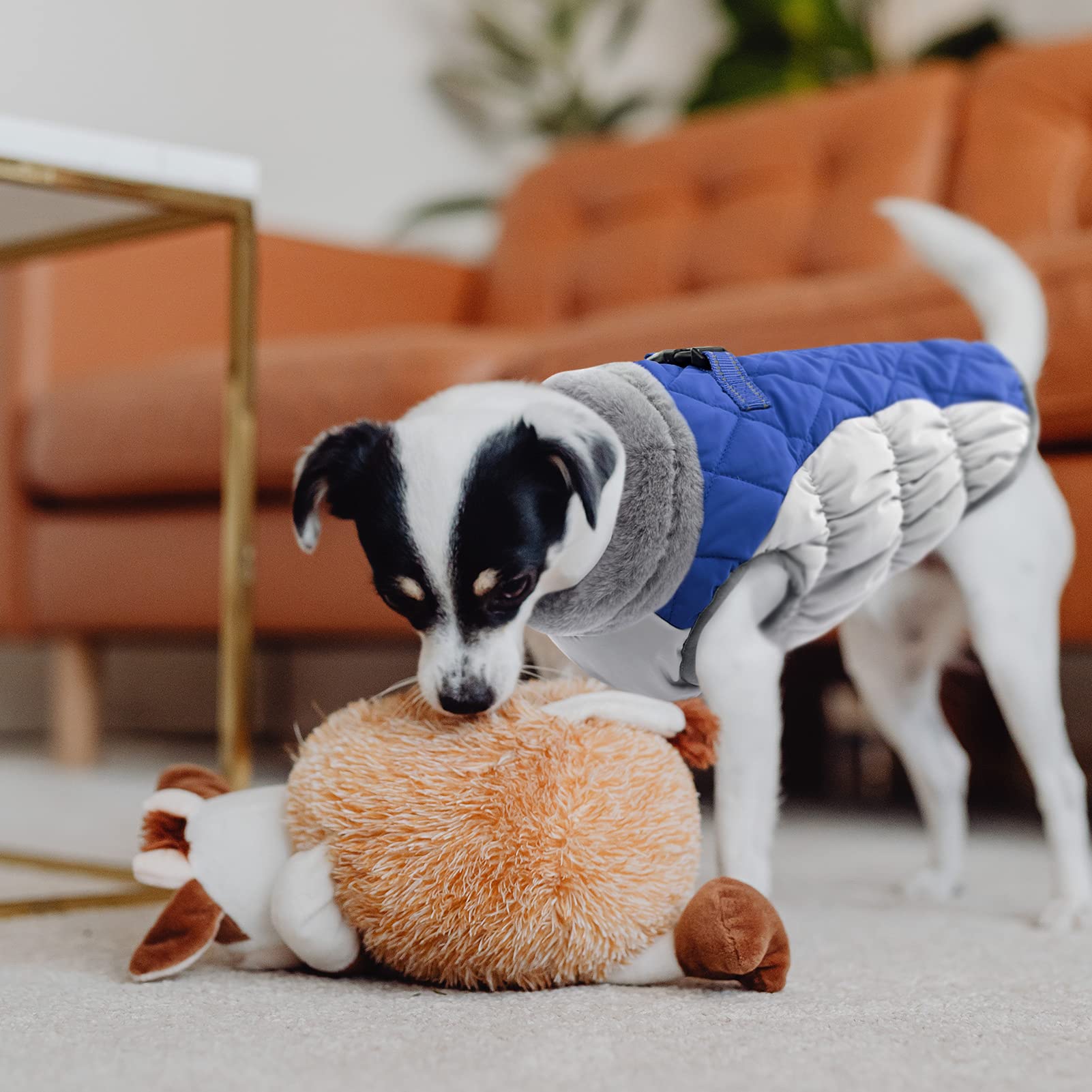 CITÉTOILE Abrigo de invierno para perros, chaqueta para perros con arnés, impermeable para perros con forro polar, para perros pequeños, color azul, M