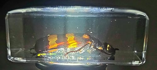 Miniatura 325 de Escarabajo de algodoncillo azul cobalto real de 1.732 in en espécimen de resina de lucita cristalina, insectos, insectos preservados, colección