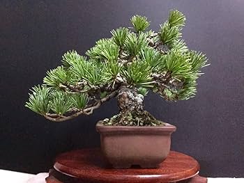 盆栽 五葉松 樹高42cm 五葉松】 樹高 42cm 五葉松