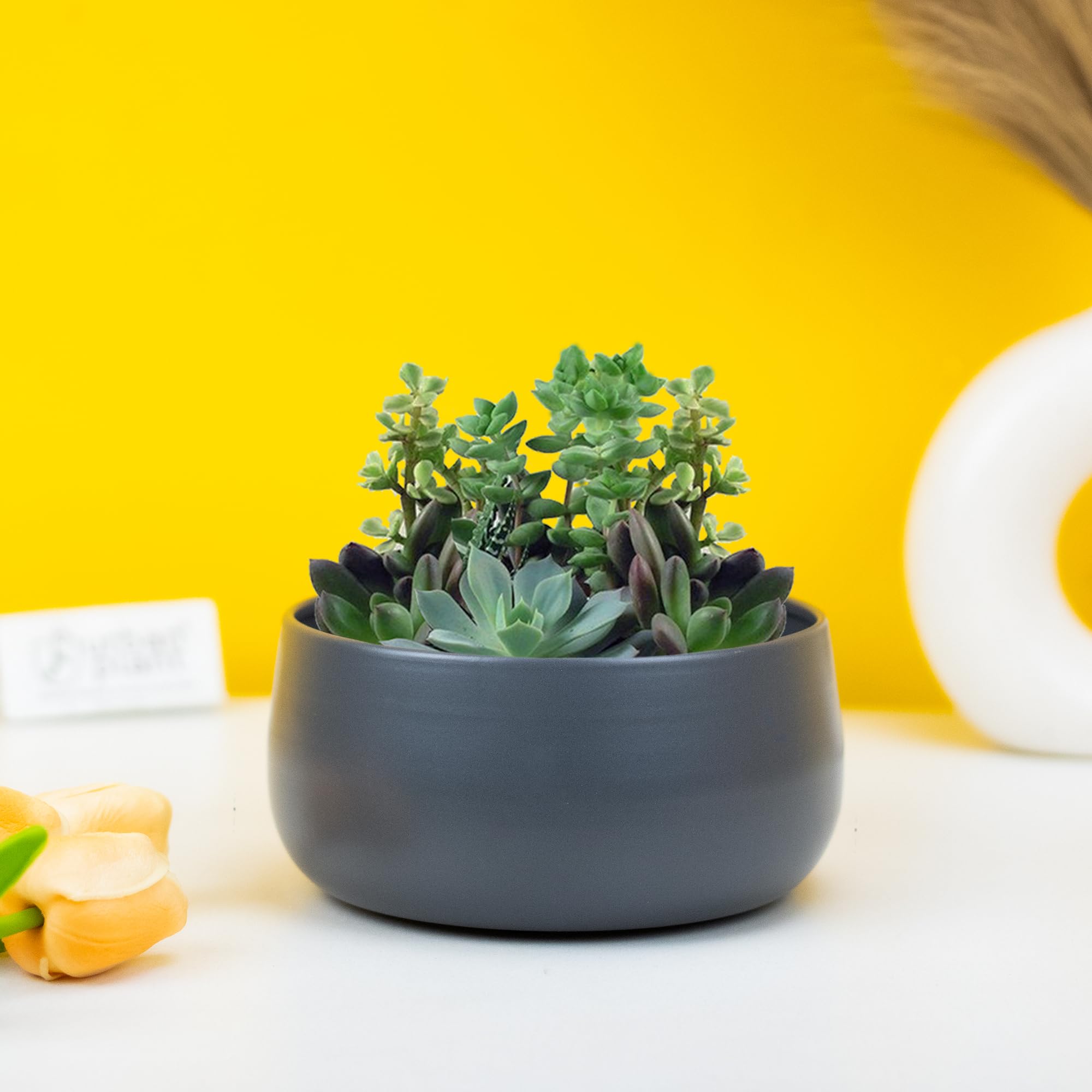 See full amazon price history chart for Urban Plant Metal Flower Planter For Living Room | Office Decor Item | Succulent Pots | Table Top Planter | Gift Item, Grey Urban Plant Metal Flower Planter For Living Room | Office Decor Item | Succulent Pots | Table Top Planter | Gift Item, Grey (B09WYGKMHW) Amazon Price History, Amazon Price Tracker