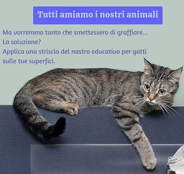 Foto 5 de 8 de Cinta antiarañazos para Gatos, protección antiarañazos de 63,5 mm x 13,7 m