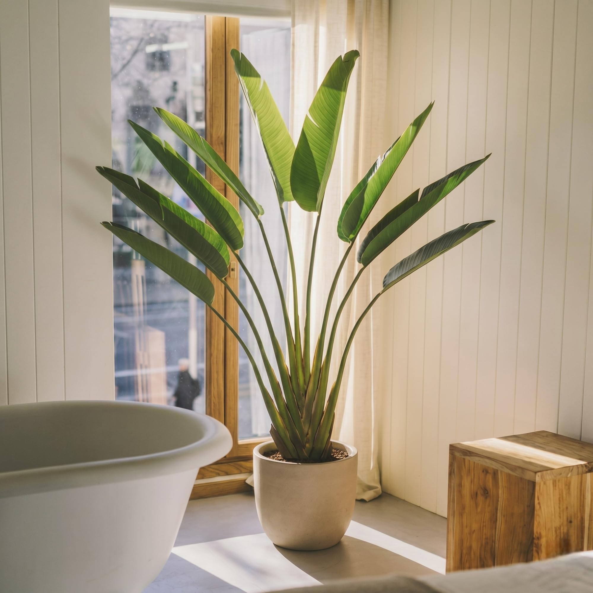Blaine - Piante Finte da Interno Strelitzia 230 cm