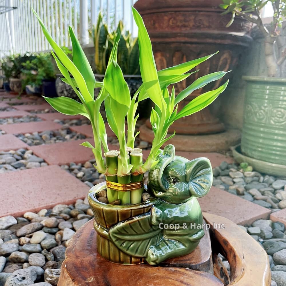 6-Stalk of 4" Small Lucky Bamboo Live Indoor Plant with Ceramic Vase, Live Indoor Lucky Bamboo for Home, Office and Gift (Elephant A)