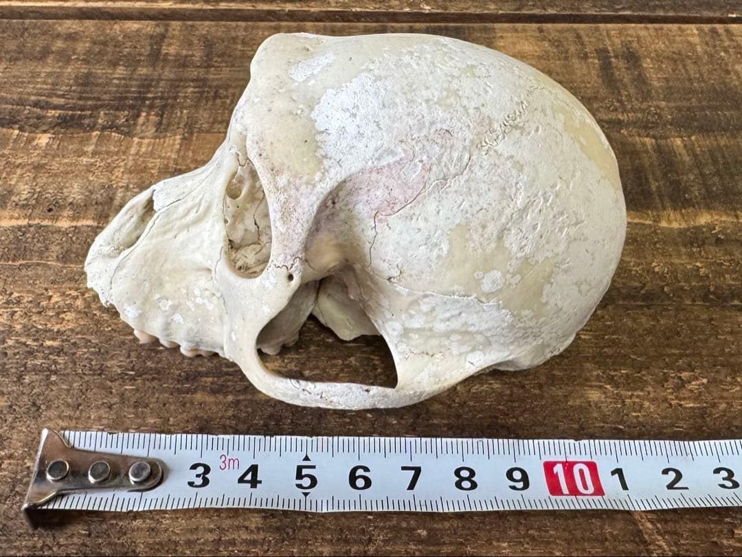 Amazon | 猿 頭蓋骨 標本 スカル | 生物・動物・人体 | おもちゃ