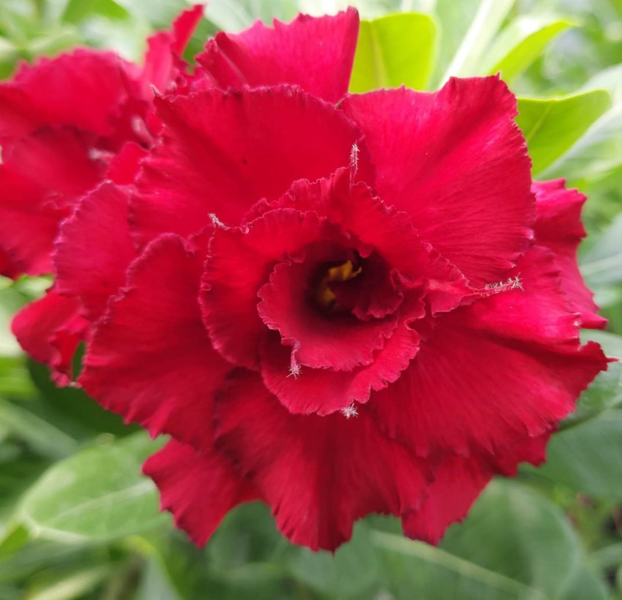 GREEN ISLAND Adenium Grafted Flower Plant RED with Qulity Pot (B0BDM4QVBY) Amazon Price History, Amazon Price Tracker