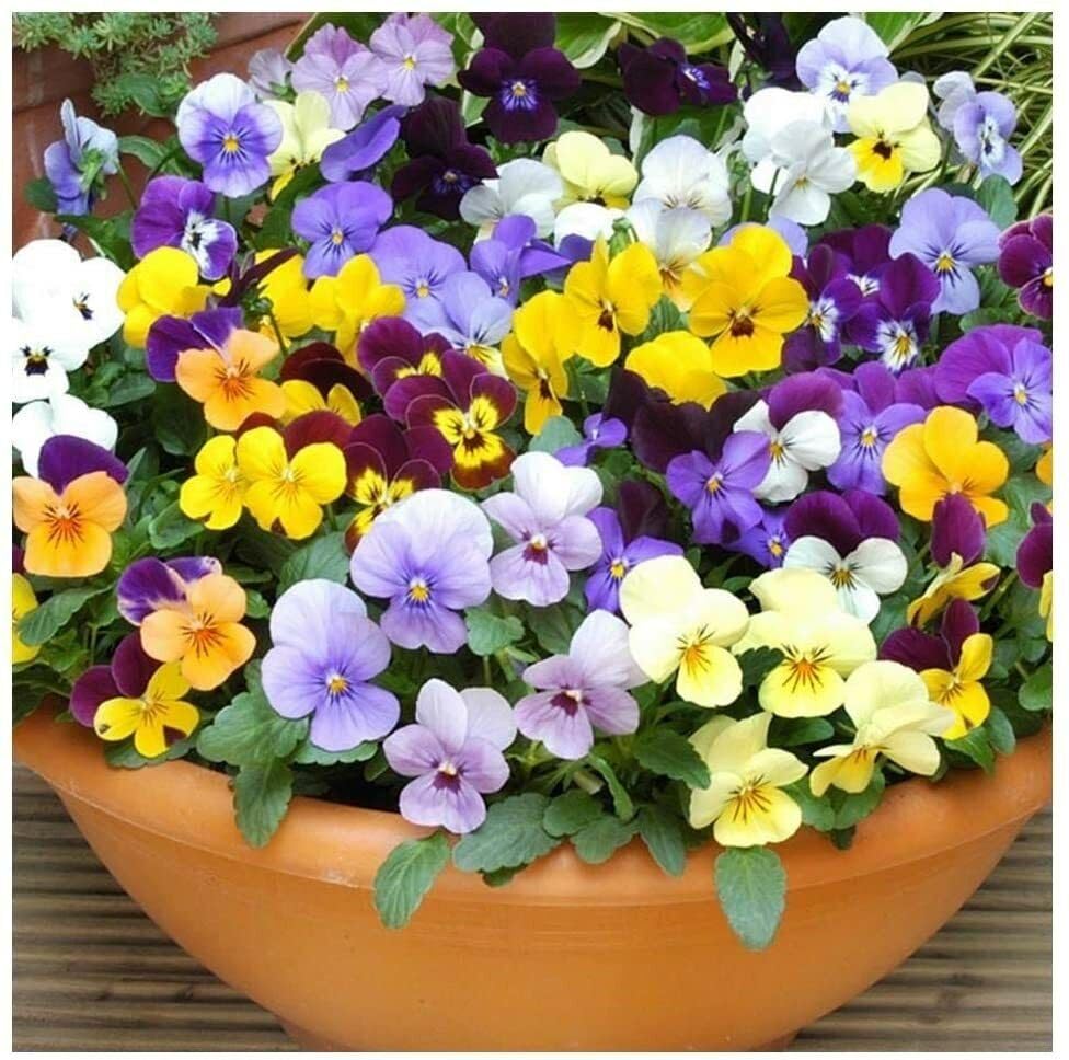 Buy4seeds 200 Seeds Viola Cornuta Large Flower Mix Seeds - Mixed Colour Flowers Useful for Garden and Outdoor