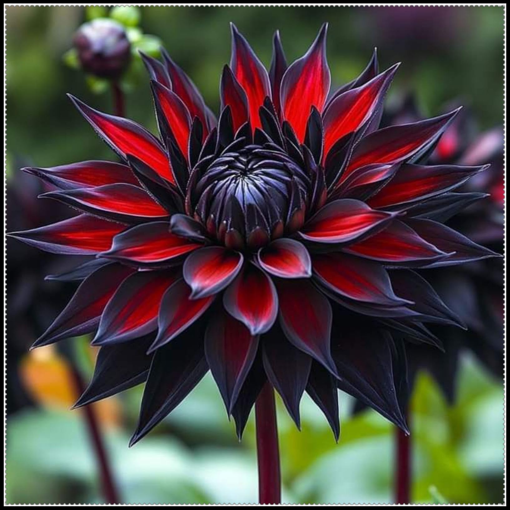 Dahlia Plants Tubers, Dahlia Bulbs UK, Outdoor Plants for Gardens ＆ Borders, Easy to Grow Flowering Perennials, Excellent Display-4 Bulbs-E