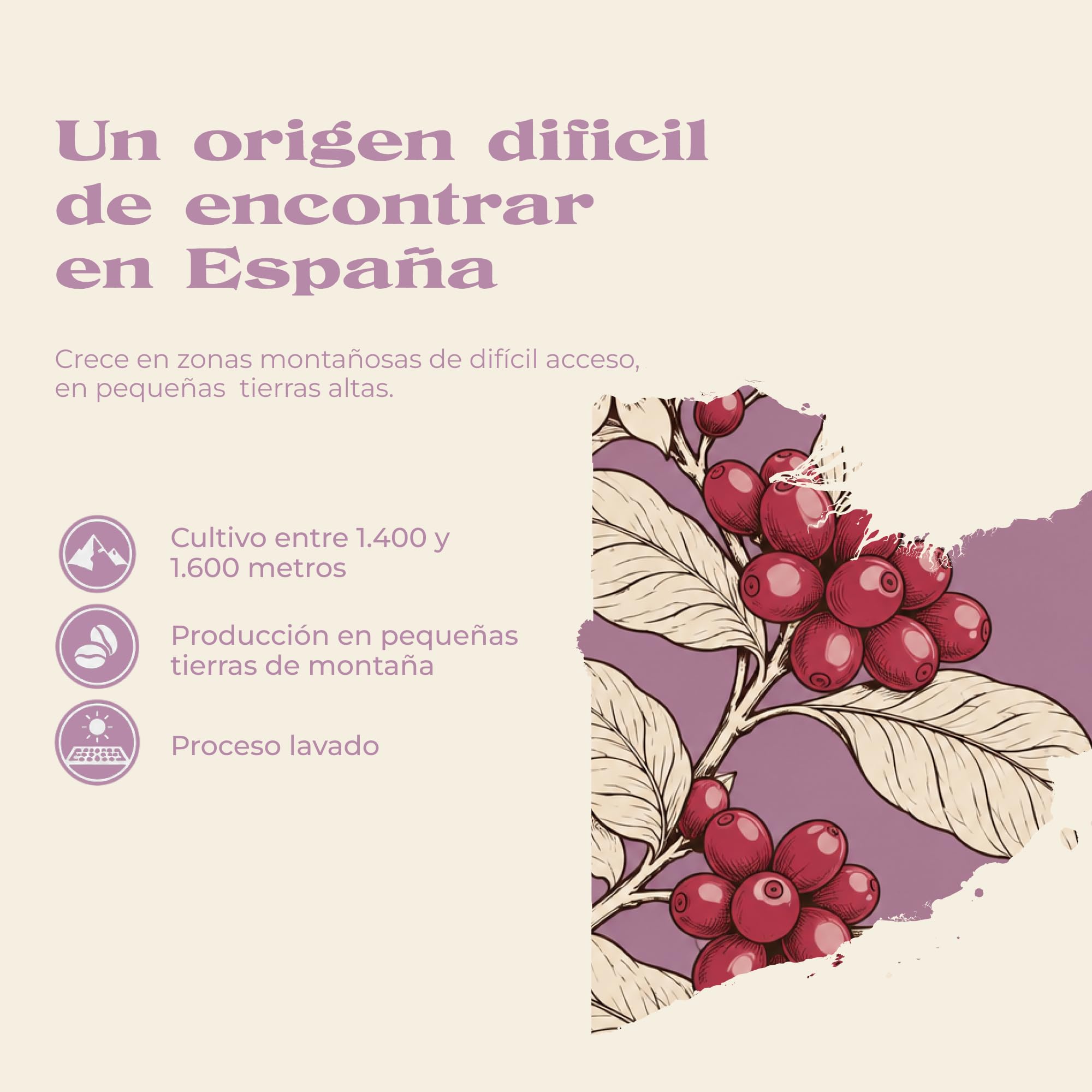 Café Silvestre Pack Café en Grano Papúa Nueva Guinea 100% Arábica 1kg 2x500 g