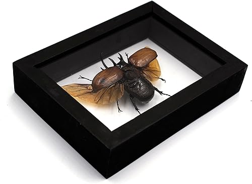 Miniatura 16 de Real 5 Horned Beetle/Eupatorus Gracilicornis Flying Form Taxidermy in Transparent Box Display (Black Wooden Box)