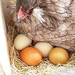 Review Image by Lisa Steele | Author + founder of Fresh Eggs Daily Lisa Steele | Author + founder of Fresh Eggs Daily