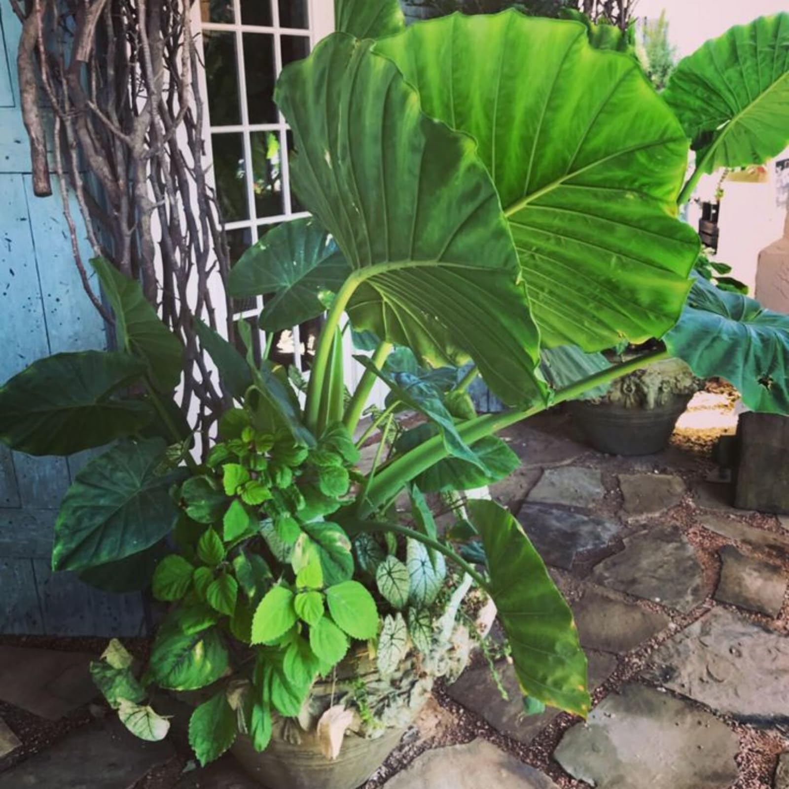 Elephant Ear/Strong Plants That Grow Well/Mix Golden Jade Carving Feels/Crop for Planting Now UK