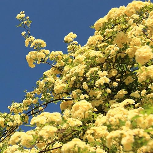 Miniatura 3 de Arbusto de arbusto vivo de rosas fragantes, rosas antiguas rebloomer de verano en maceta de 4 pulgadas, planta de rosa Lanscape (bancos amarillos)