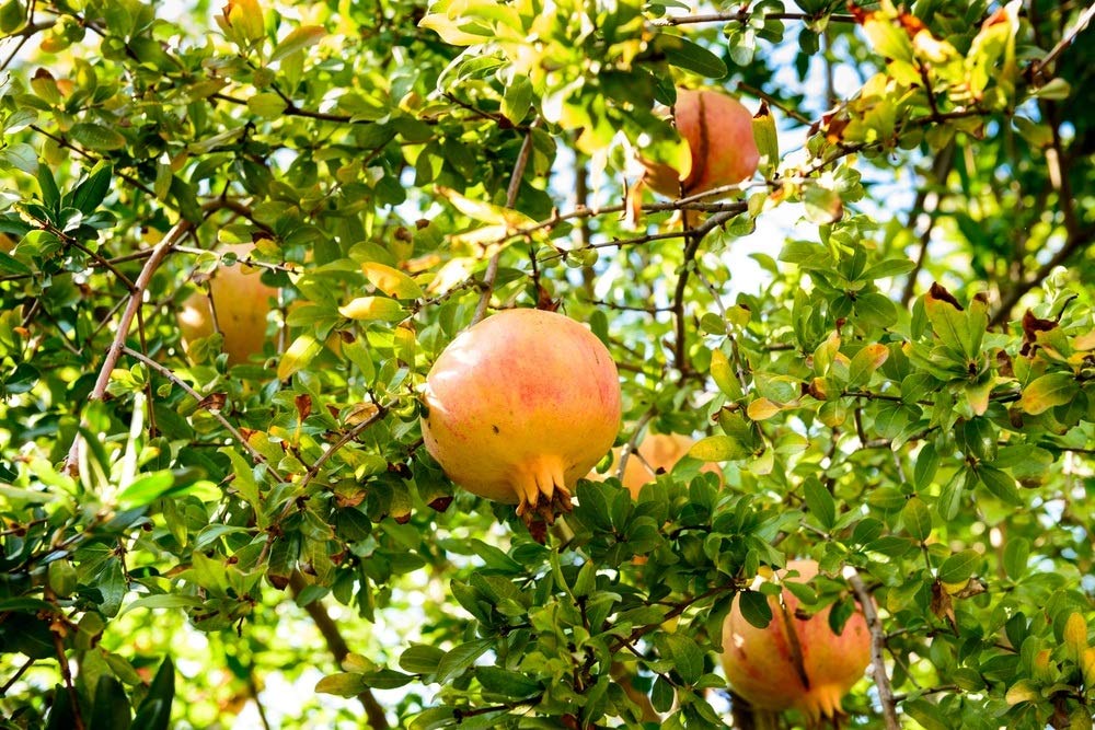 ATP F Pomegranate Anar Ganesh Fruit(Dwarf Grafted) Live Plants & Tree (B08Y7W5X4H) Amazon Price History, Amazon Price Tracker