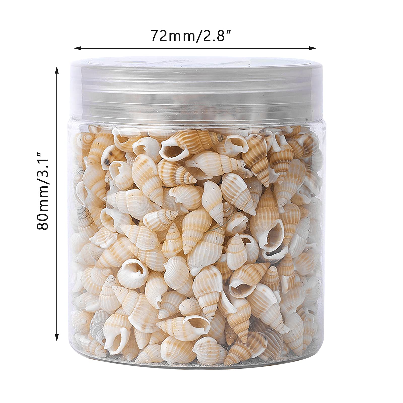 Conchiglie a spirale naturali: decorazioni per acquari e decorazioni per la casa (5 pezzi, 5-7 cm) - Italia