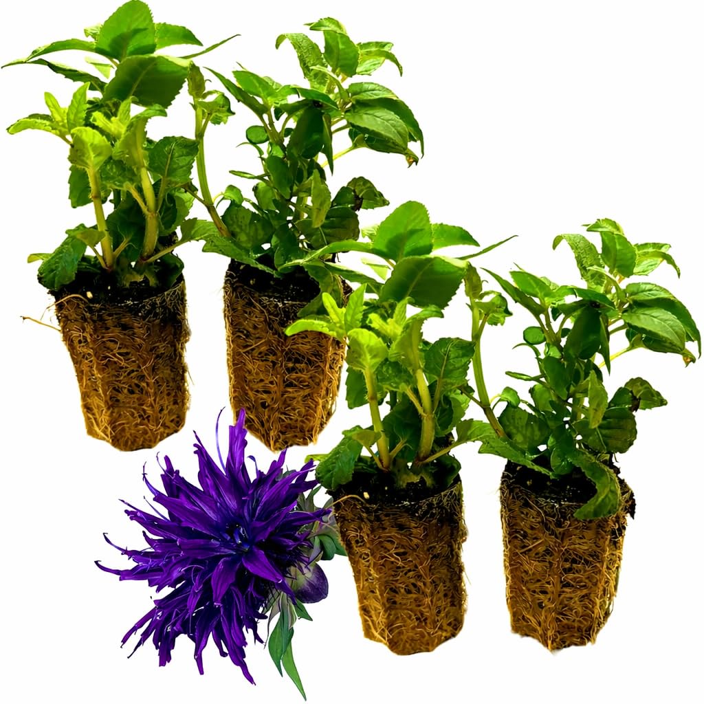 Set of 4 Live Flowering Bee Balm