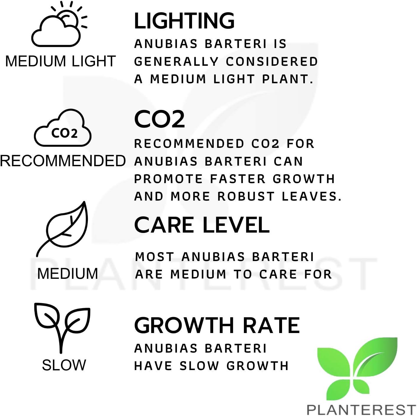 Anubias Barteri Butterfly On Driftwood Live Aquarium Plant Tropical Freshwater Decorations