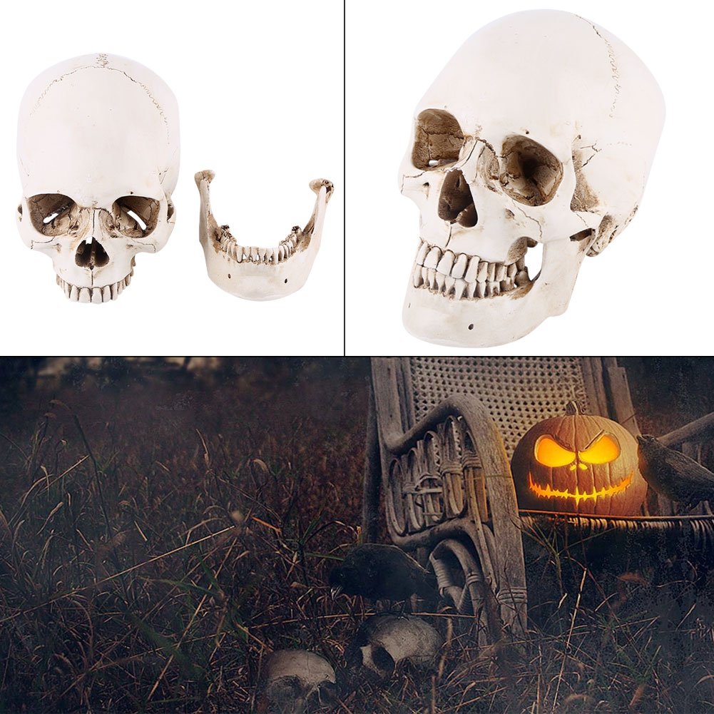 Human Skull Model Removable Medical Anatomy Model Life-Size Neuroscience Classroom Learning Display Models for Party Drawing School Theatre Variety Ornament