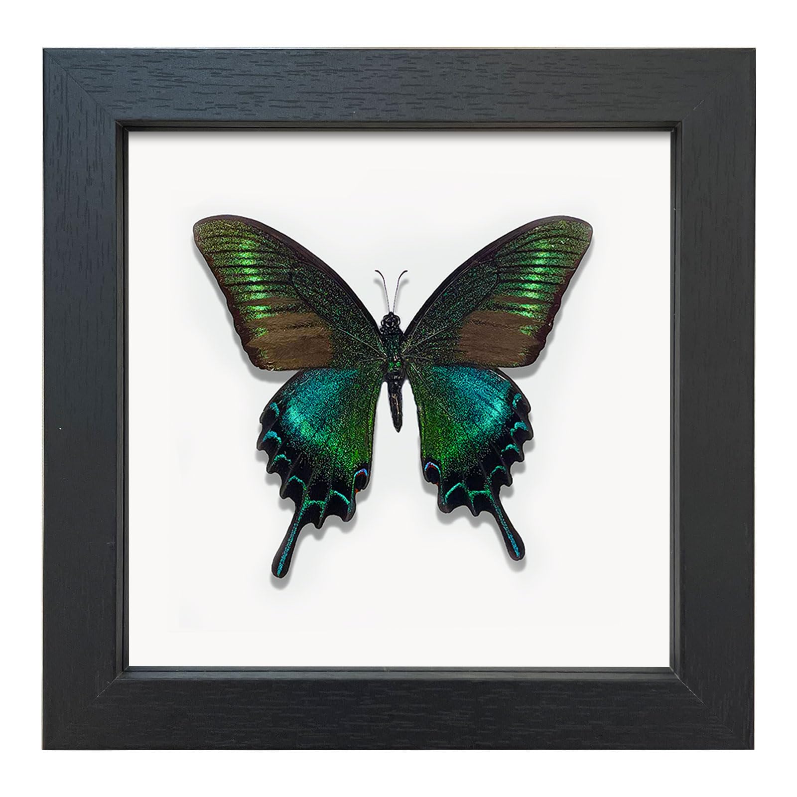 Real Framed Butterfly Moth Dead Insect Shadow Box Taxidermy Specimens
