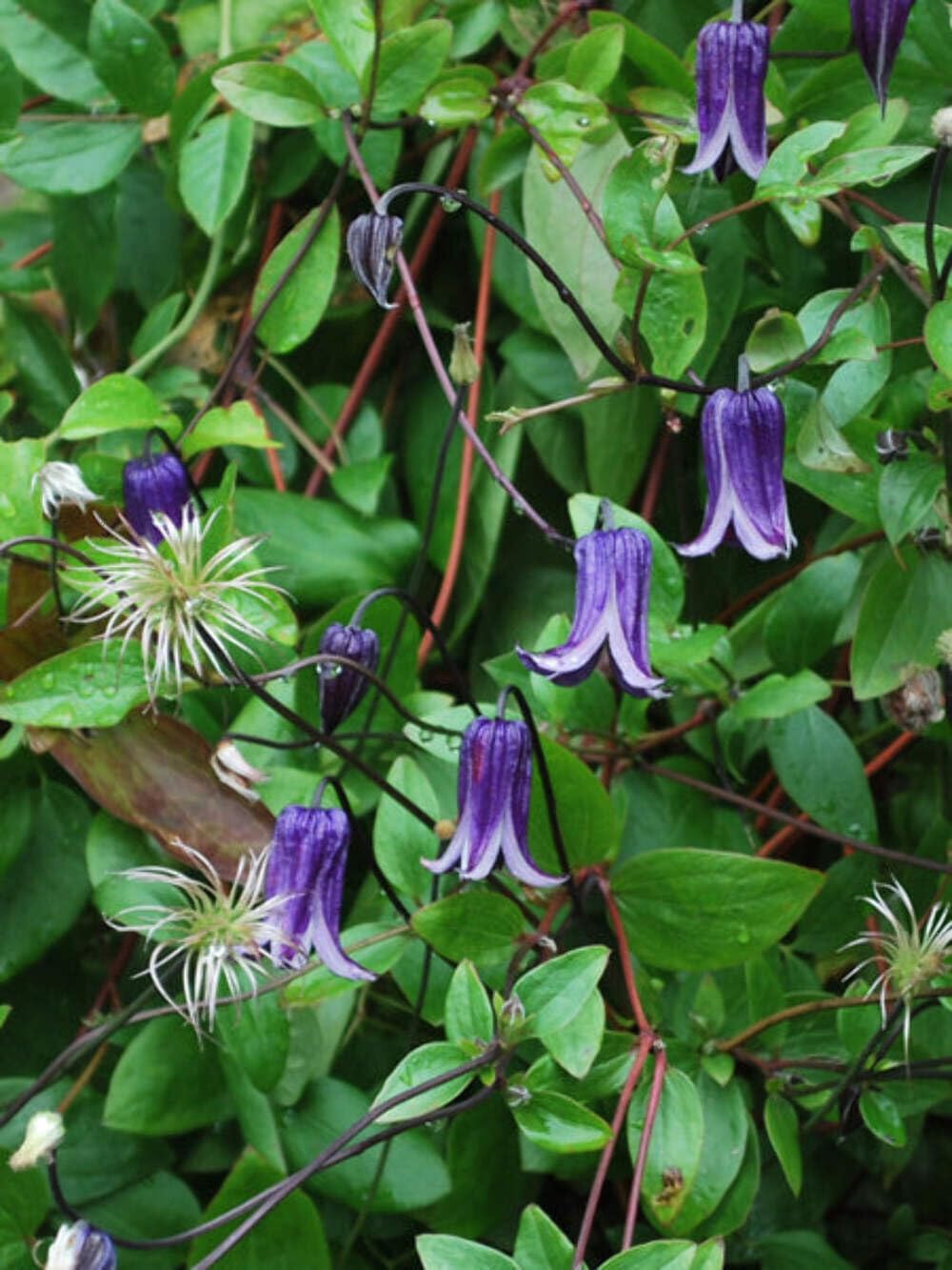 Clematis Rooguchi Hybrid