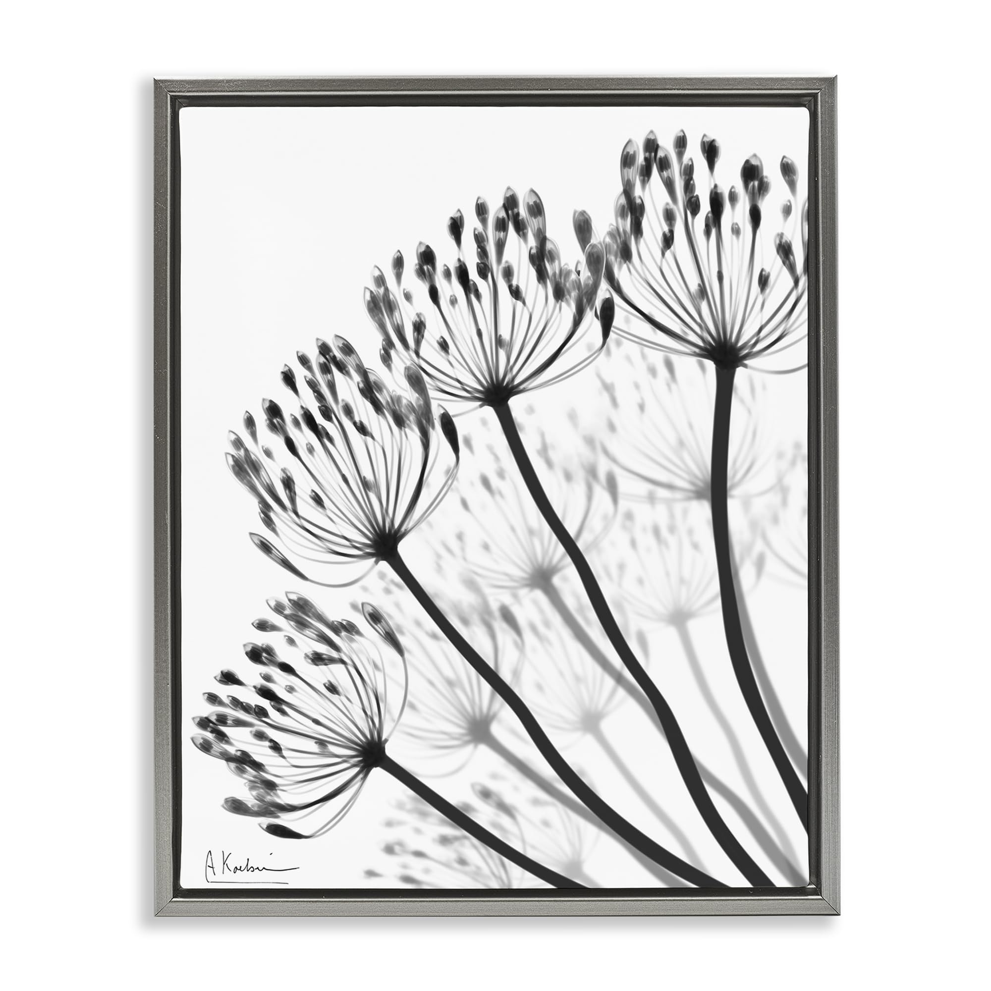 Stupell Industries 'Floral Fan Dandelions', Floating Frame Canvas Art, Gray, 25 x 31 Inches, Easy to Hang and Sturdy, Made in USA, by Albert Koetsier