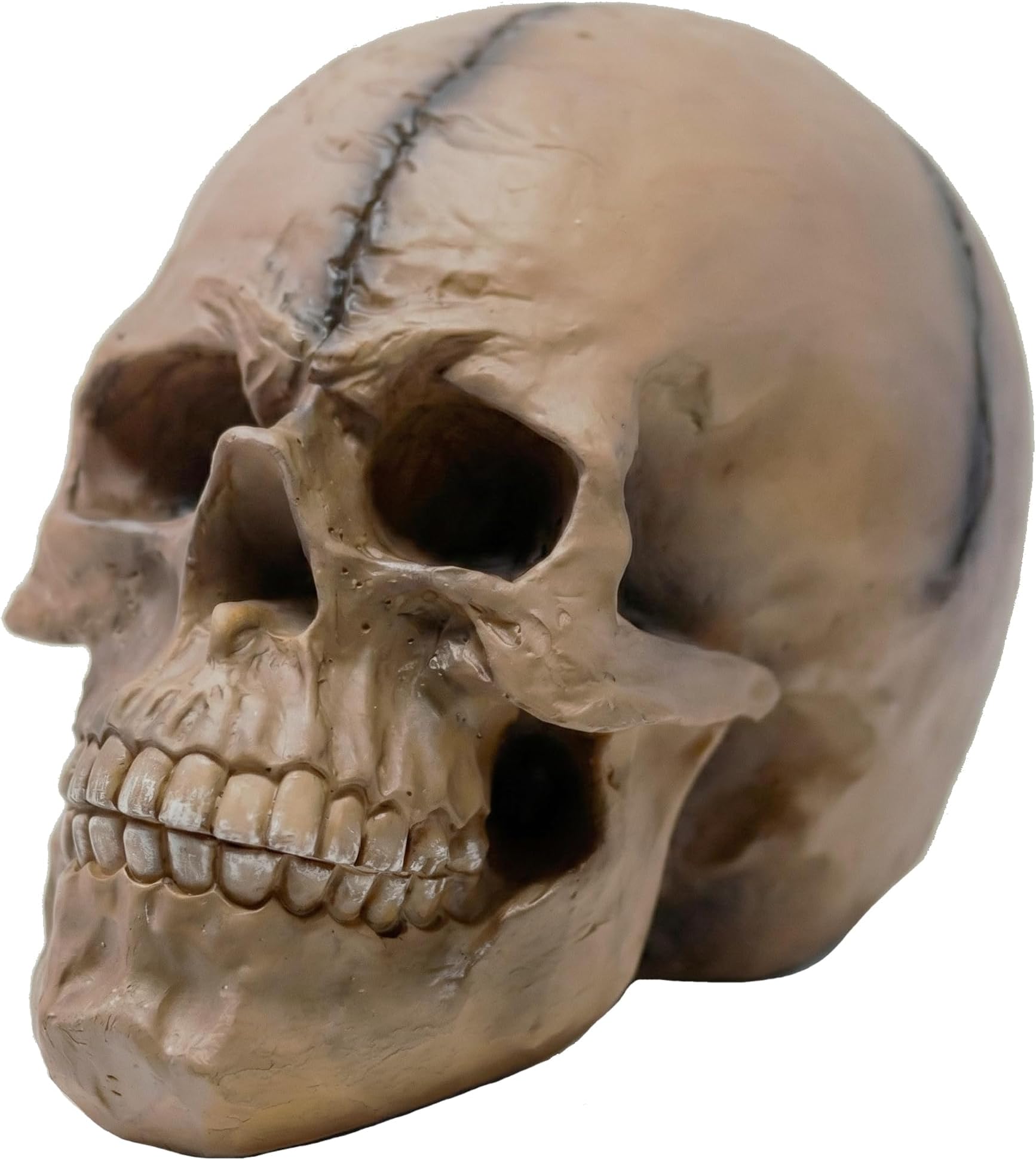 Spooky Scary Old Looking Human Skull Decor Statue/Sculpture for Halloween Haunted House Prop Decorations, Life Size, Brown