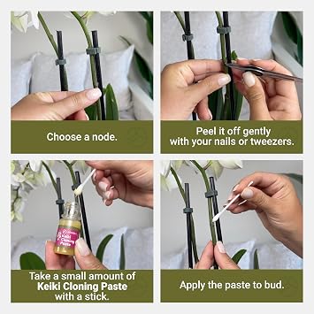 Miracle Lab Keiki Cloning Paste - Special Cytokinin Formula for Orchids & House Plants (0.33oz)