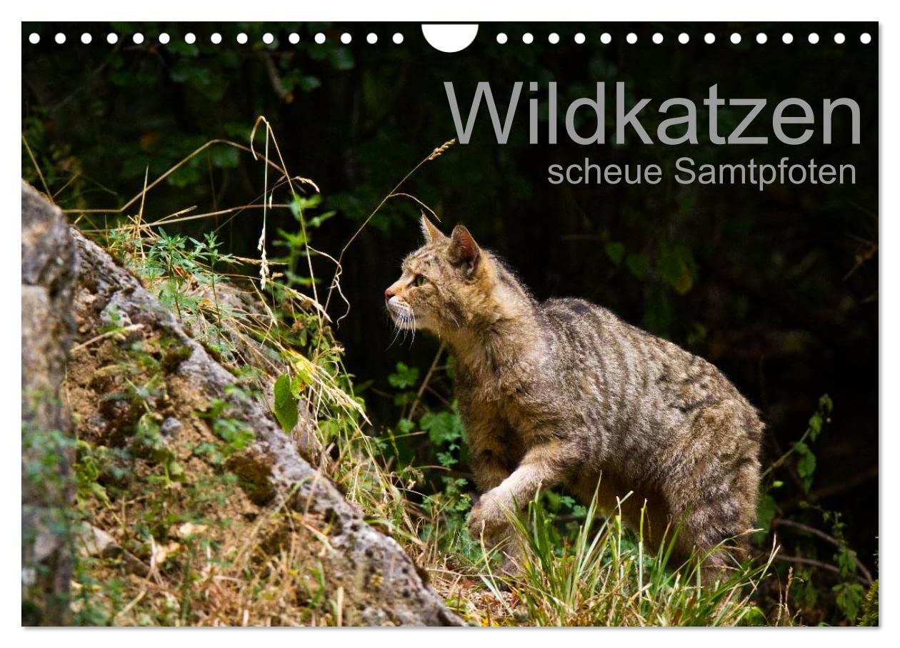 Wildkatzen - scheue Samtpfoten (Wandkalender 2025 DIN A4 quer), CALVENDO Monatskalender [Calendar] Cloudtail the Snow Leopard