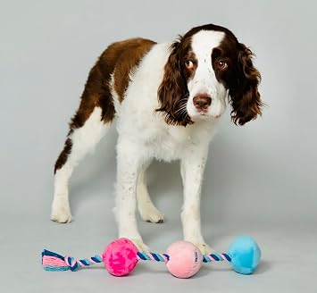 RASCAL Scruffy Tug Buttons - Dog Toy - All Breeds