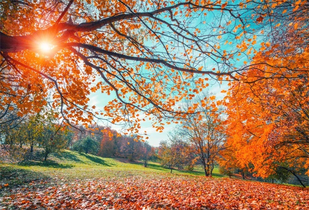 Orange Autumn Wallpapers 3D Effect Photo Wallpaper Autumn Nature