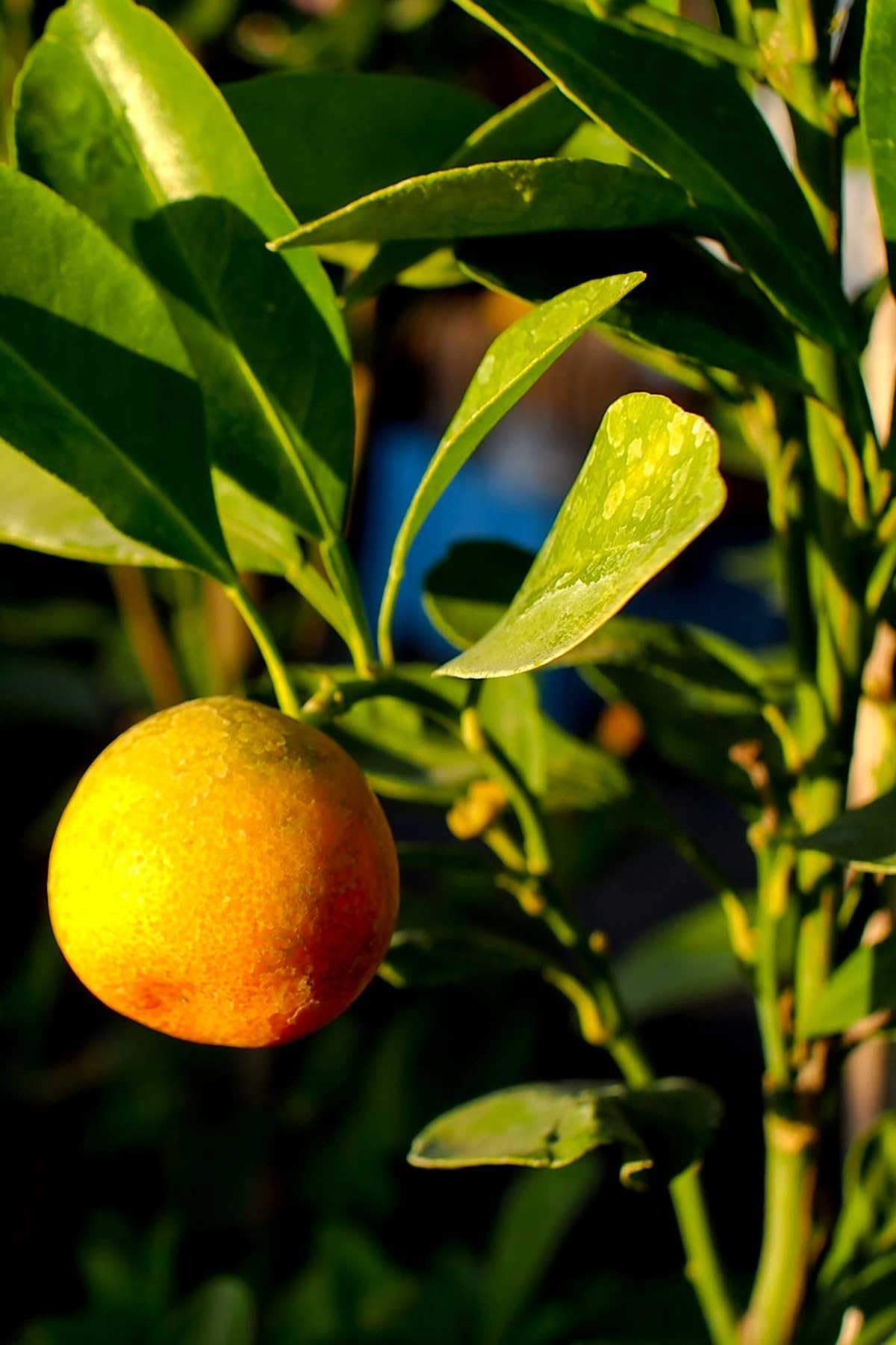 Florida Sour Orange Tree, Seville Sour Citrus (Excludes: CA,TX,LA,AZ)