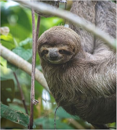 Panel de cubierta magnética para lavavajillas con diseño de perezoso sonriente para la parte delantera, adhesivo para puerta de lavavajillas,