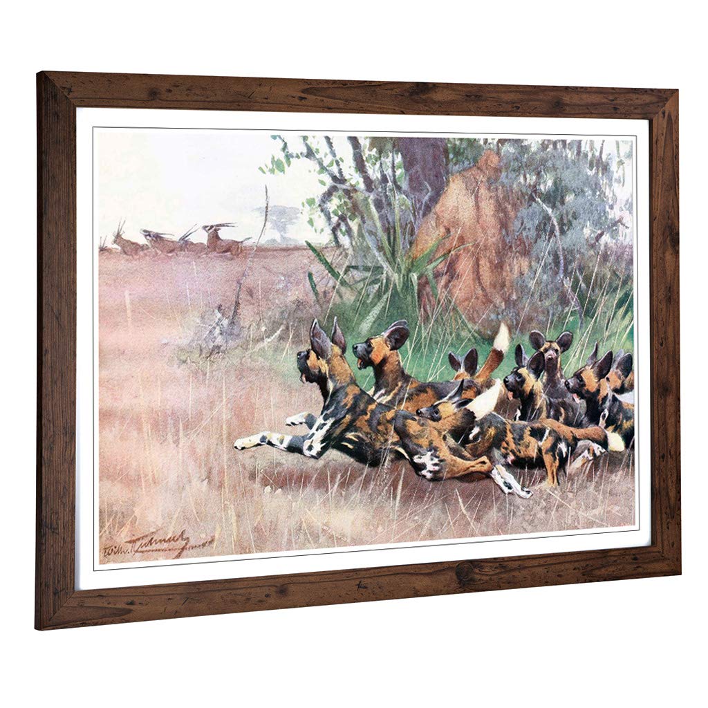 Big Box Art Framed Print of Vintage W Kuhnert African Wild Dog Design | Wall Art Picture | Home Decor for Kitchen, Living Room, Bedroom, Hallway, Walnut, A2 / 24.5x18 Inch / 62x45cm
