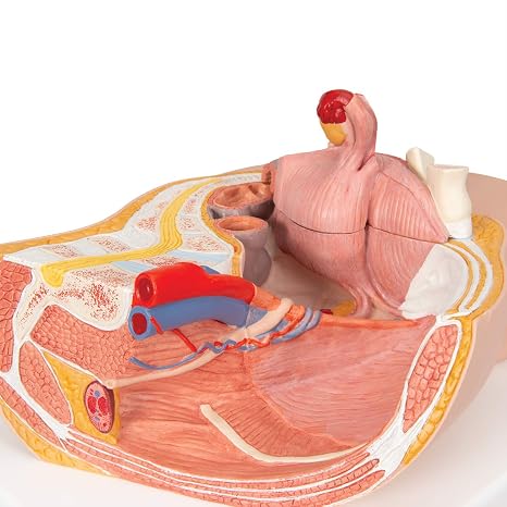 3B Scientific H10 Female Pelvis 2 Part - 3B Smart Anatomy