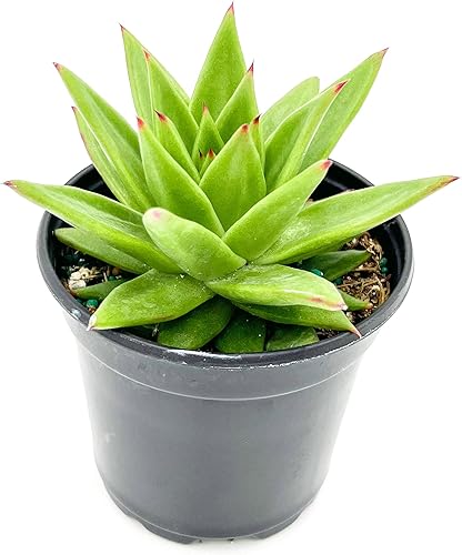 Miniatura 2 de ragnaroc Plantas suculentas vivas  Echeveria Agaviodes Ebony, enraizadas en maceta de 4 pulgadas  1 unidad  Llegada viva garantizada  Plantas de