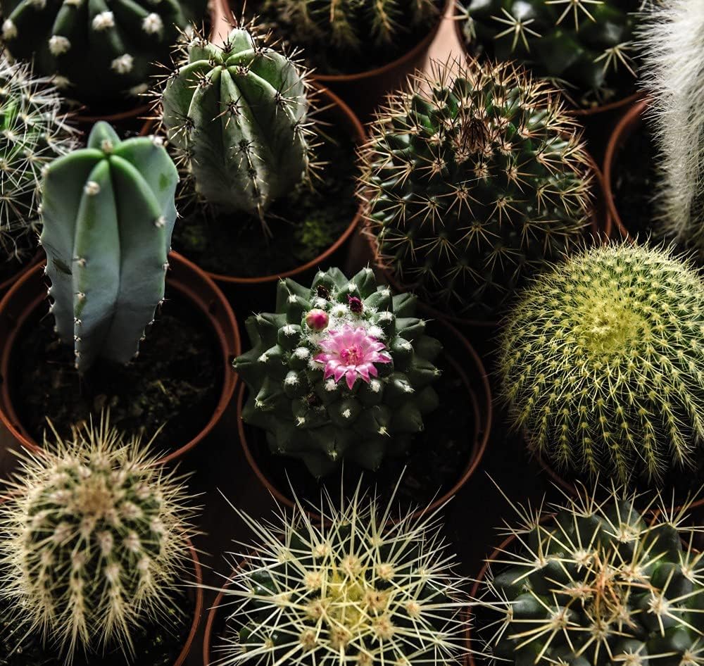 Set of 5 Cactus in 5.5cm Pot