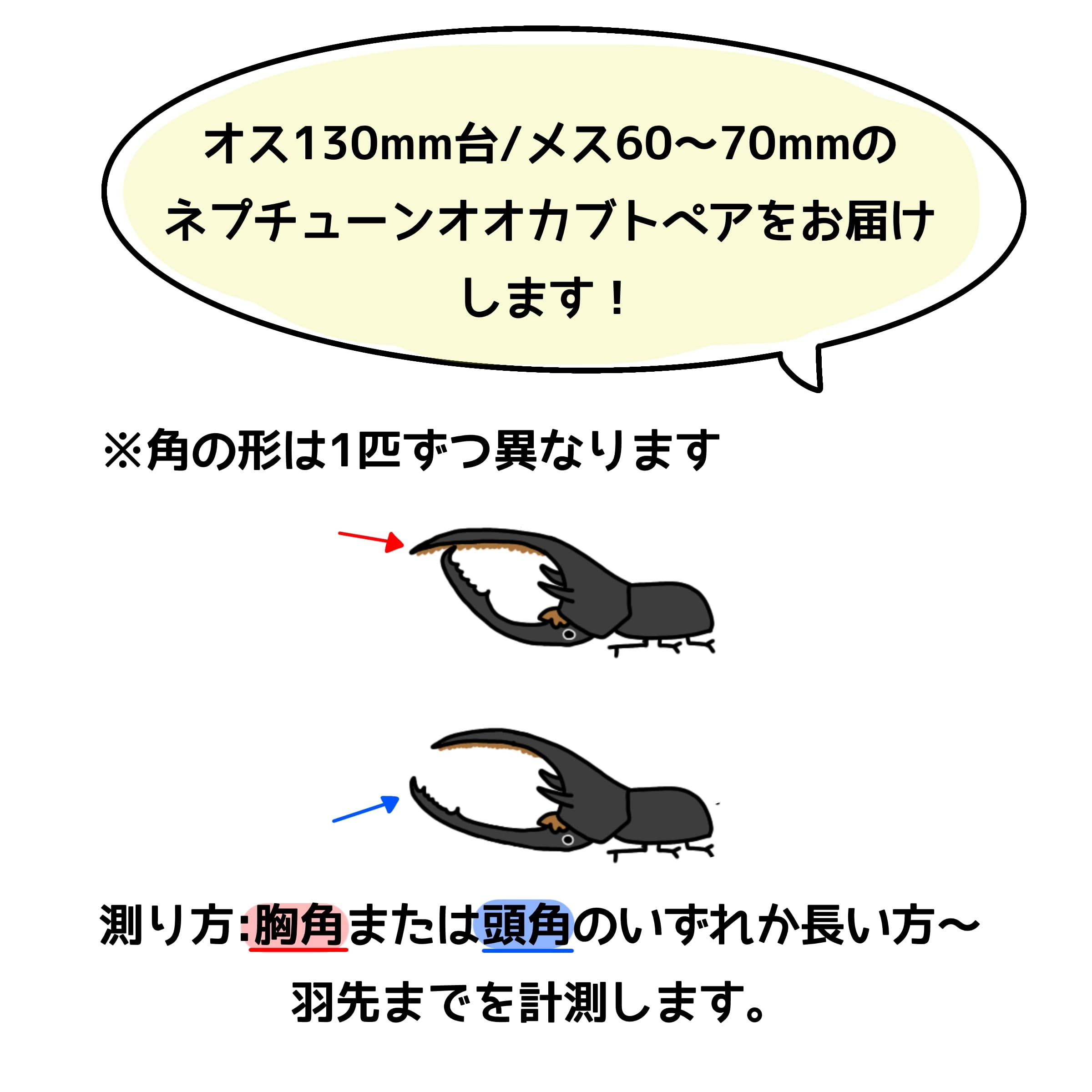 【取引中】ネプチューン＆ヘラクレス 計5ペア Amazon | 【アートオブヘラクレス】 ネプチューンオオカブト ペア オス